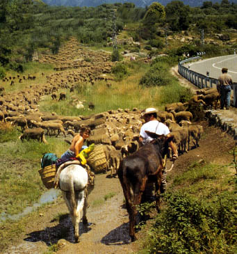 Andalucía actúa sobre la red de vías pecuarias para su recuperación