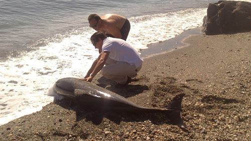 Avisan los graves daños para la fauna marina de las prospecciones petroleras en España