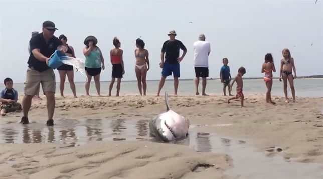 El tiburón blanco con siete vidas (Ver Video)