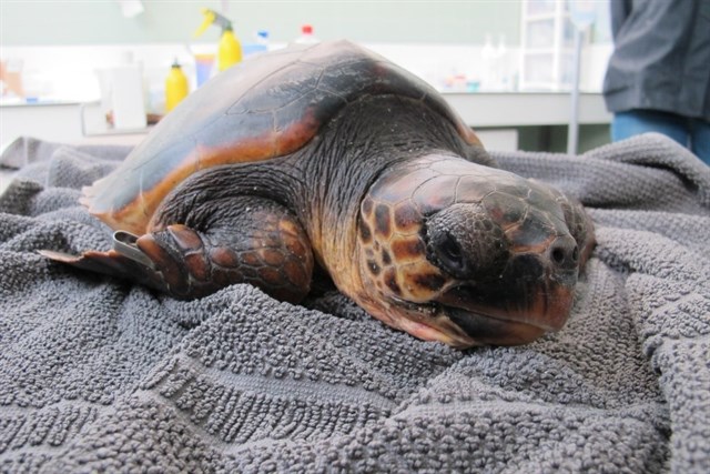 Recogen unos 500 animales marinos encallados en costas catalanas entre 2012 y 2016