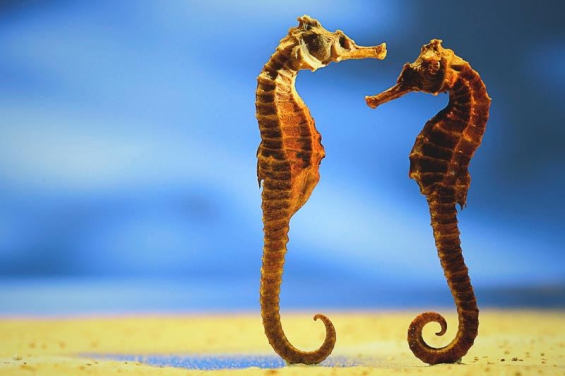 El planeta alberga 2 mil millones de especies vivas