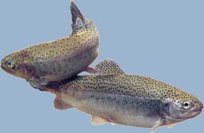 Consejo de Pesca de La Rioja analiza el Plan de Ordenación Piscícola de La Rioja y el plan de repoblaciones de trucha