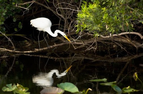 Expertos de ONG ambientales de todo el mundo acordarán una estrategia en la XI Conferencia de la Convención Ramsar