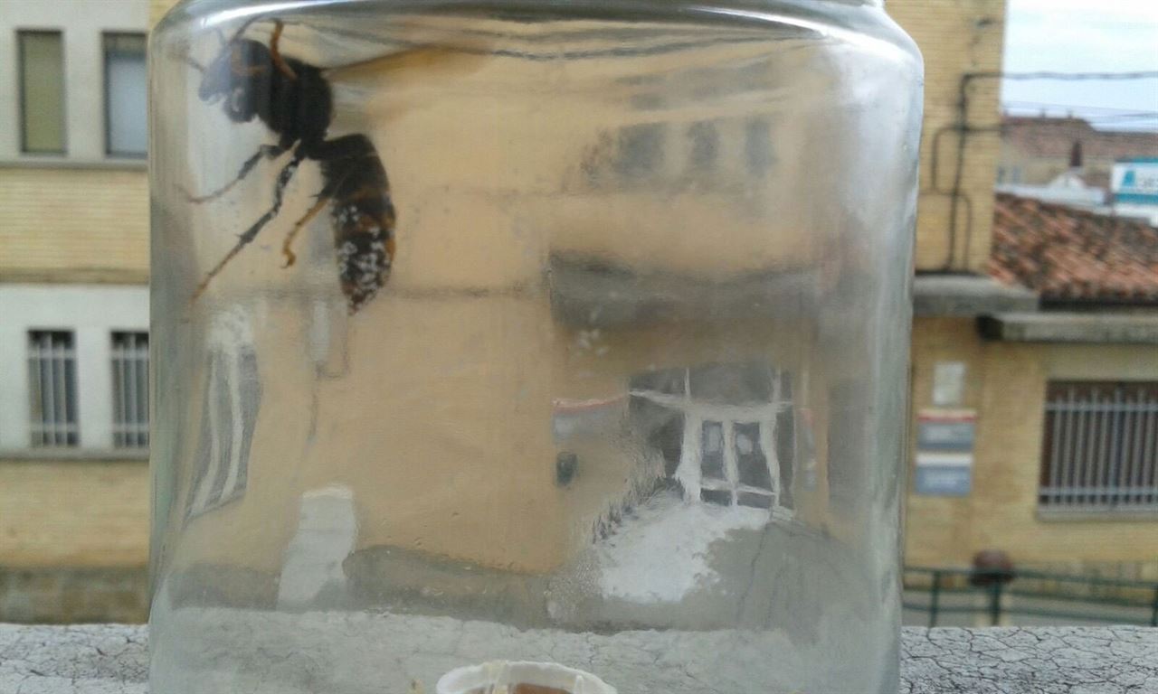 La colmena de avispa asiática en Tafalla