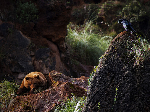 Ciencia y gestión integradas ‘única’ solución para la conservar la biodiversidad