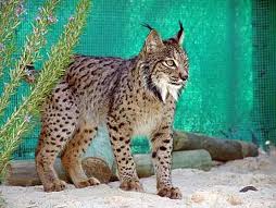 Banco Biológico y Genético de fauna amenazada andaluza conserva 3.428 muestras de 390 ejemplares distintos