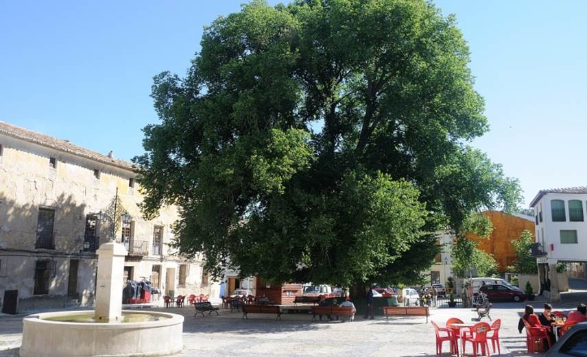 La centenaria Olma Vieja de Pareja que murió por la ‘grafiosis’ ya tiene sustituta