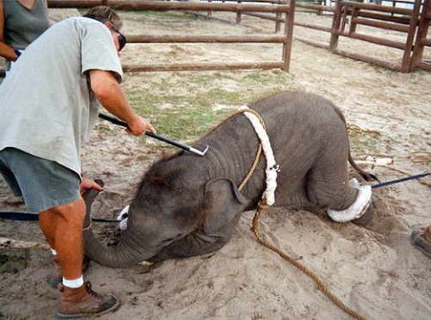 Prohibición de circos con animales en Cataluña