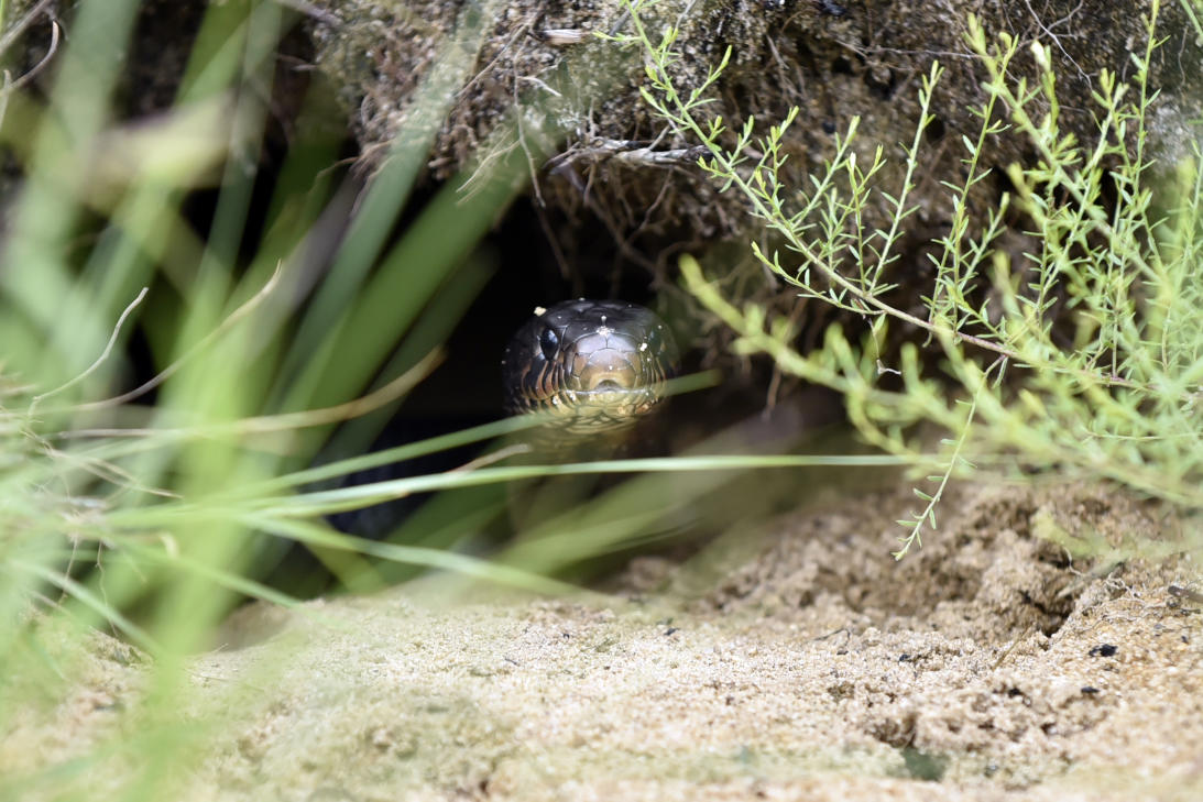 Así se "cultivan" las serpientes más largas de EEUU en Florida