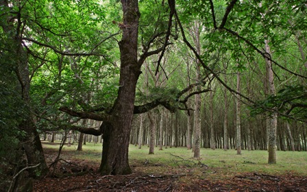 Autoridades se comprometen a reducir un 20% la emisión de gases de efecto invernadero