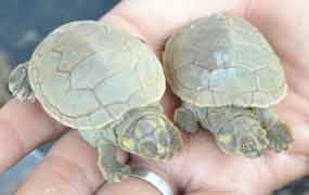 Bolivia liberará mil 200 tortugas de especies en peligro de extinción