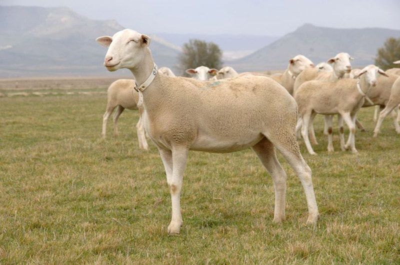 La Asociación Nacional de Criadores de Ovino Segureño tiene interés por obtener alimentación ganadera de Frutilados