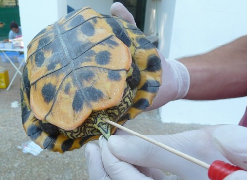 Las tortugas de agua dulce de los humedales españoles pueden transmitir la Salmonella a los humanos