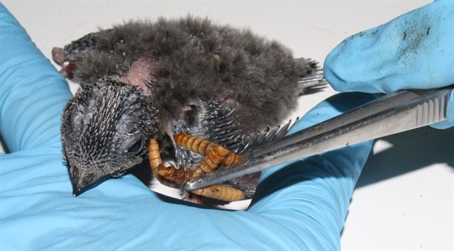 Número de ingresos de vencejos se duplica en Centro de Recuperación de Fauna Silvestre de Murcia debido a las altas temperaturas