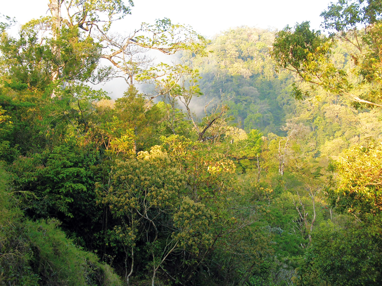 Veracruz ha perdido el 70 por ciento de sus selvas