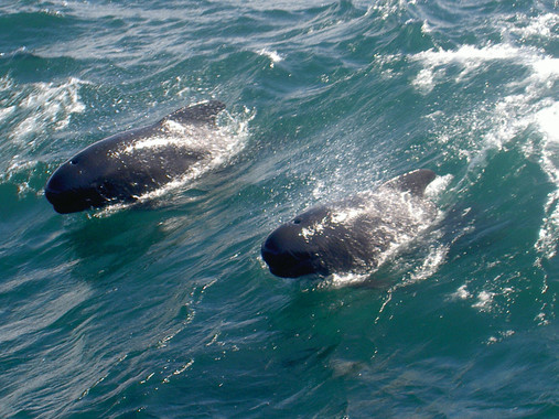 Los cantos de los cetáceos trazan sus rutas de caza de arenques