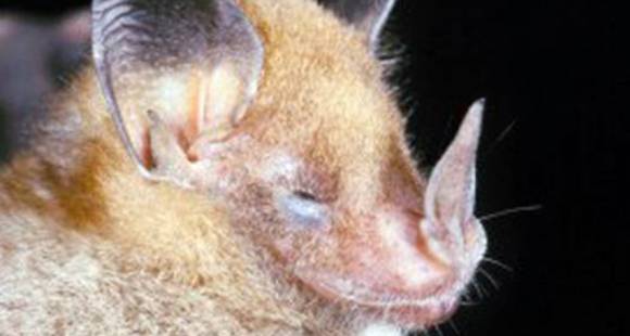 Descubren 365 especies animales en un parque de la selva peruana