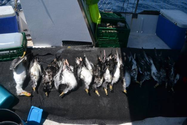 Zarpa una campaña científica para reducir las capturas accidentales de aves marinas en la pesca de palangre del Mediterráneo
