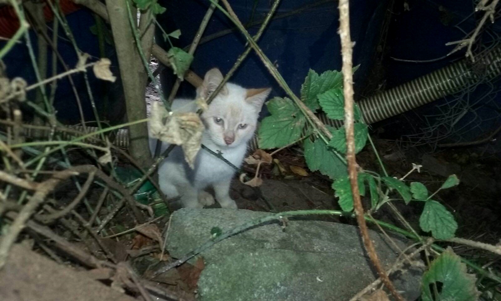 Euskadi. Abanto-Zierbena esterilizará las colonias de gatos para controlar su población