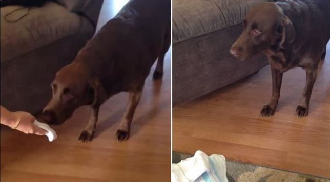 Cómo reacciona un perro ante la llegada de un bebé