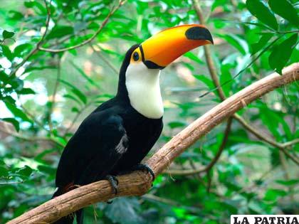 Bolivia es el quinto país más rico en el mundo en especies de aves