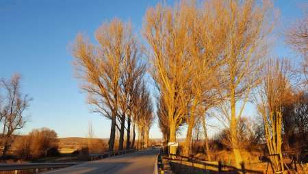 El arbolado de las carreteras de Soria sufre una nueva agresión