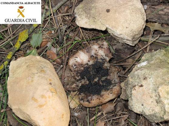 Estudio sobre las sustancias de los cebos envenenados