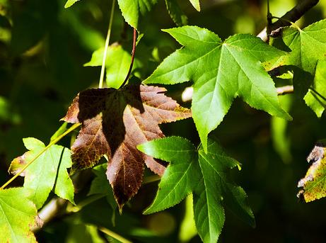 El verde ecológico es multicolor