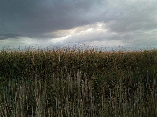 ‘Teosinte’ una peligrosa especie invasora