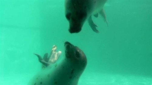 Sentencia de muerte a focas genera protestas en Canada