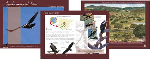 EO/BirdLife invita a los colegios de la Red de Custodia Alzando el vuelo a participar en el IV certamen del concurso “Érase una vez…un águila imperial”