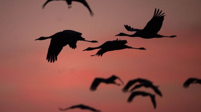 Los pájaros queman proteínas de sus propios músculos para no parar a beber