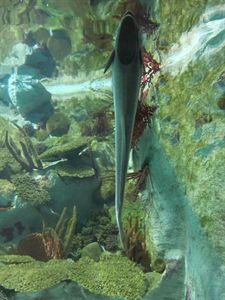 Un acuario y un zoo de España