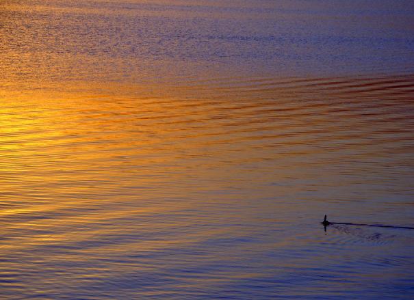 Mortandad de peces récord en Río Hondo