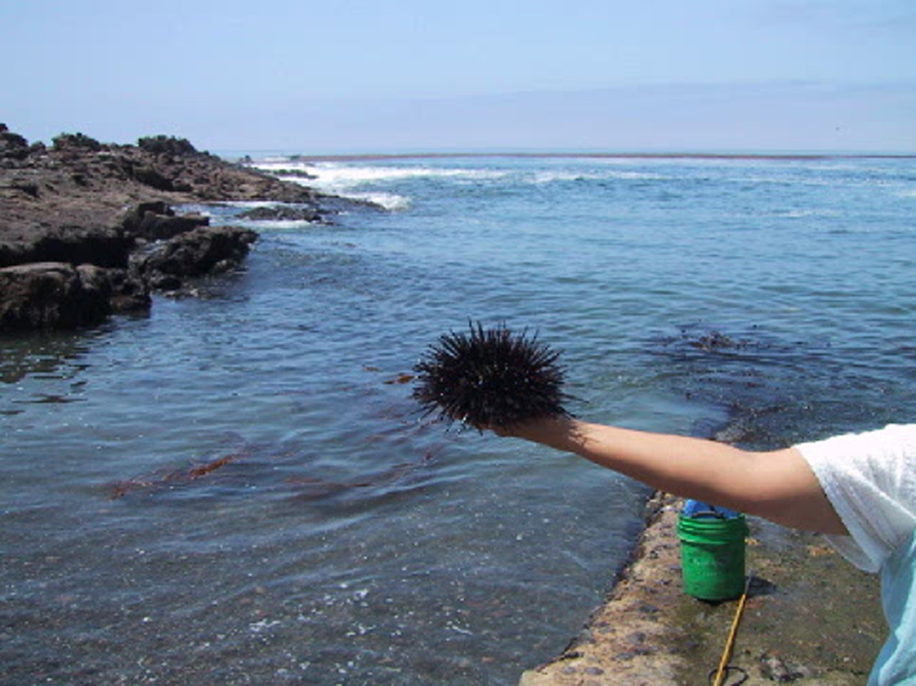 Se extingue el erizo rojo; promueven su repoblación