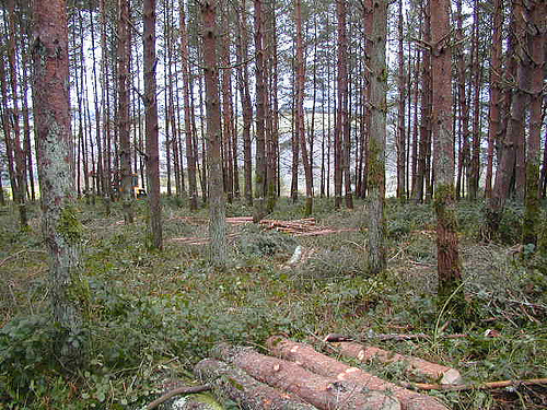 PEFC España apuesta por la certificación forestal como el instrumento idóneo para lograr que la gestión sostenible de los bosques se convierta en verdadero motor de desarrollo económico