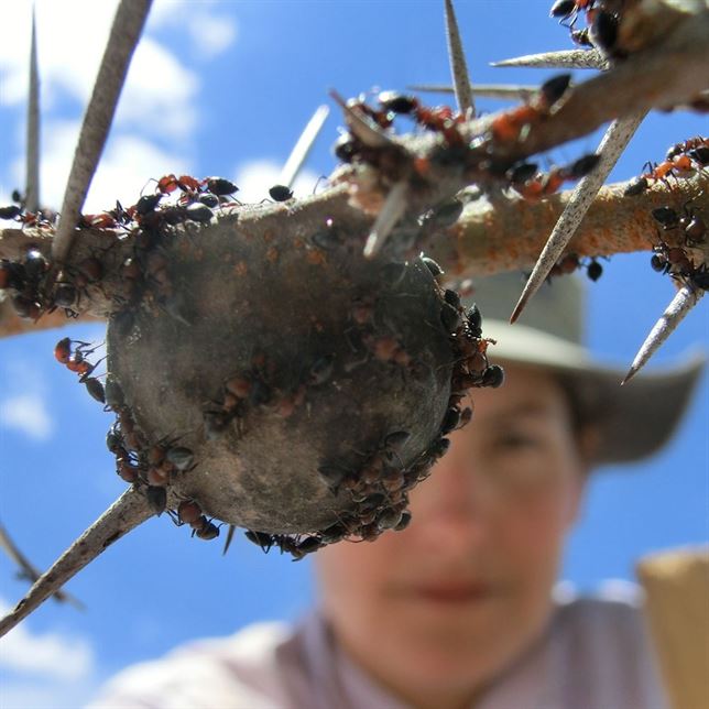 Colonias de hormigas que ganan una guerra adoptan a las perdedoras
