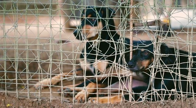 Vea el video de lo qué pasa cuando se exponen perros y gatos abandonados en una tienda de animales