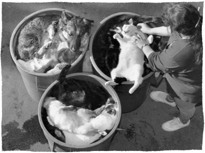 Acusadas al menos cinco personas por realizar la eutanasia a animales incumpliendo los requisitos legales en Cádiz