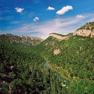 Respuesta ‘colectiva’ al proyecto de Castilla-La Mancha de vender los montes públicos