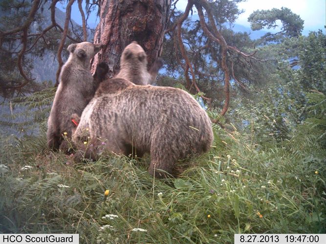 Fotografían por primera vez oseznos nacidos este invierno en Val dAran