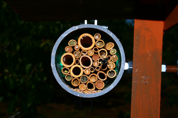 Todos los ‘secretos’ de las abejas solitarias