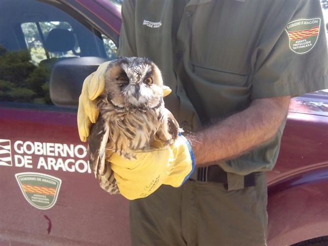 Más de 1.500 animales pasan por el Centro de Fauna Silvestre La Alfranca este año
