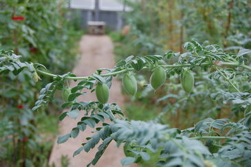 Secuencian el genoma completo del garbanzo