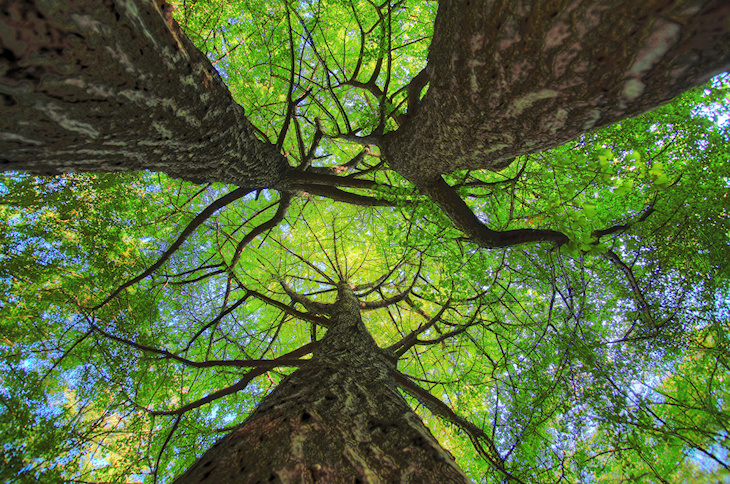 El misterio del árbol amazónico desconocido por fin resuelto