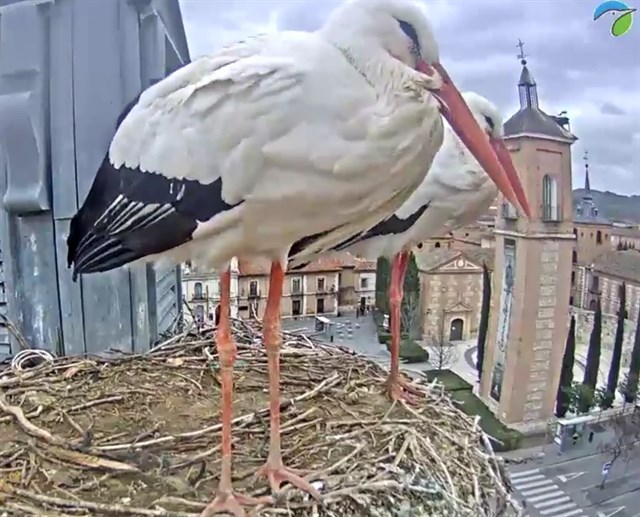 Cigüeñas youtubers en el Ayuntamiento de Alcalá