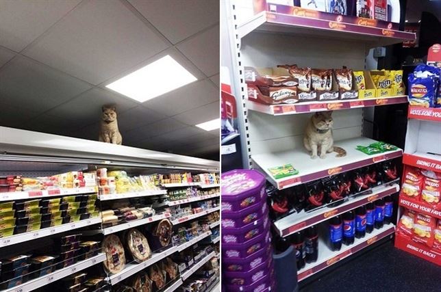 Dónde está el gato