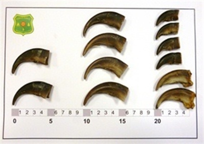 Un ‘sujeto’ vendía por internet uñas de oso pardo para hacer collares