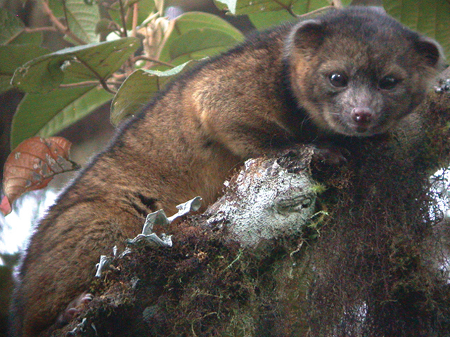 Animales descubiertos durante el 2013