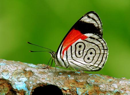 "Biodiversidad: un enfoque global"